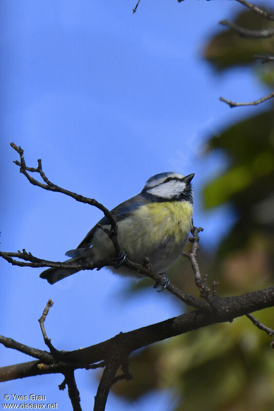 Mésange bleue