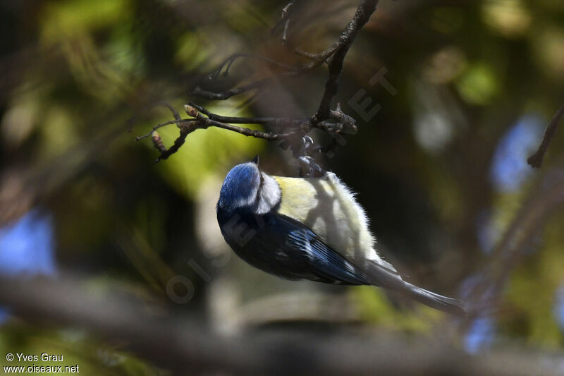 Mésange bleue