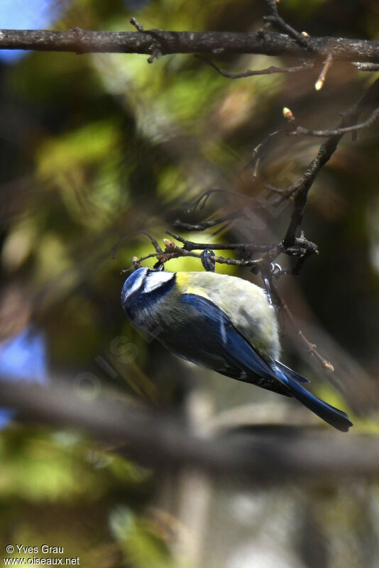 Mésange bleue