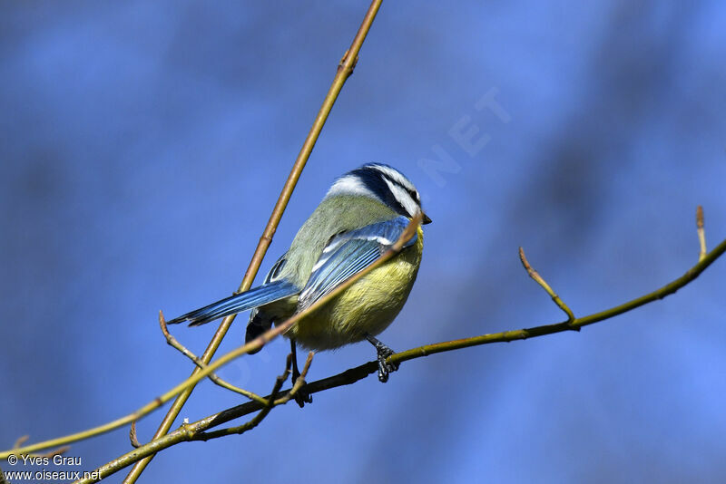 Mésange bleue