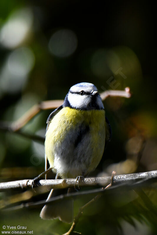 Eurasian Blue Tit