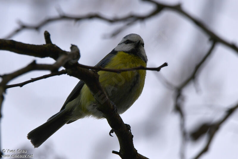 Eurasian Blue Tit