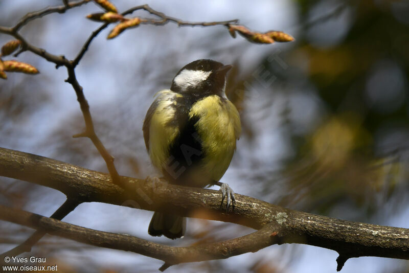 Mésange charbonnière