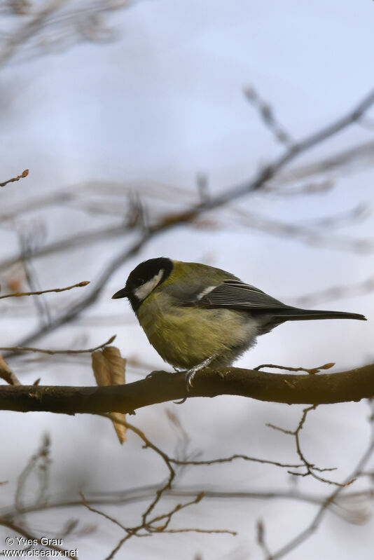 Great Tit