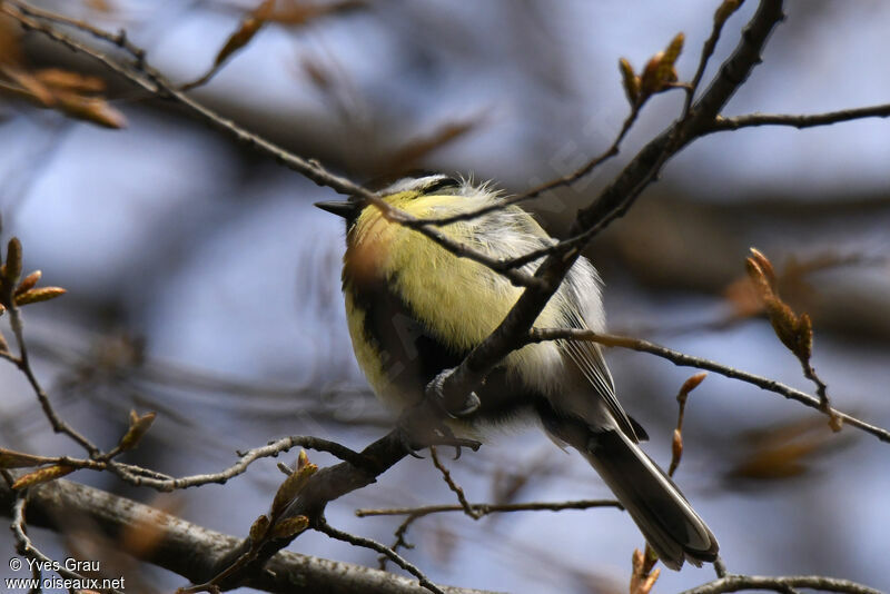 Mésange charbonnière