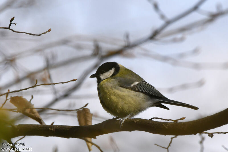 Great Tit