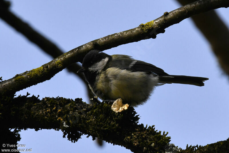 Mésange charbonnière