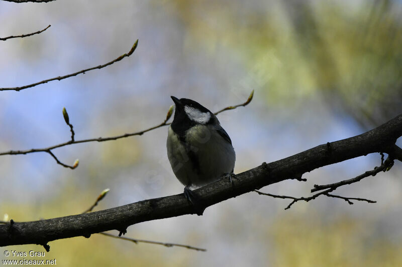 Great Tit