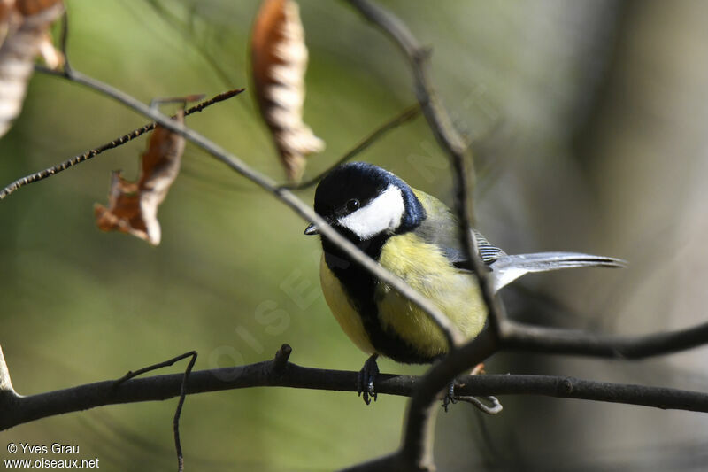 Mésange charbonnière