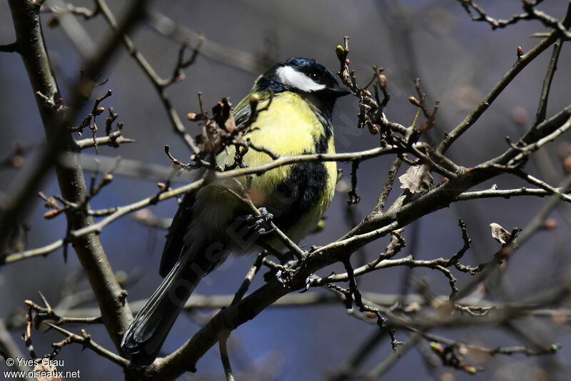 Great Tit