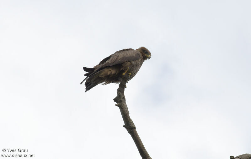 Black Kite