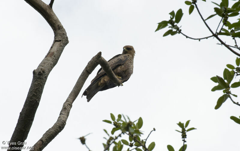 Black Kite