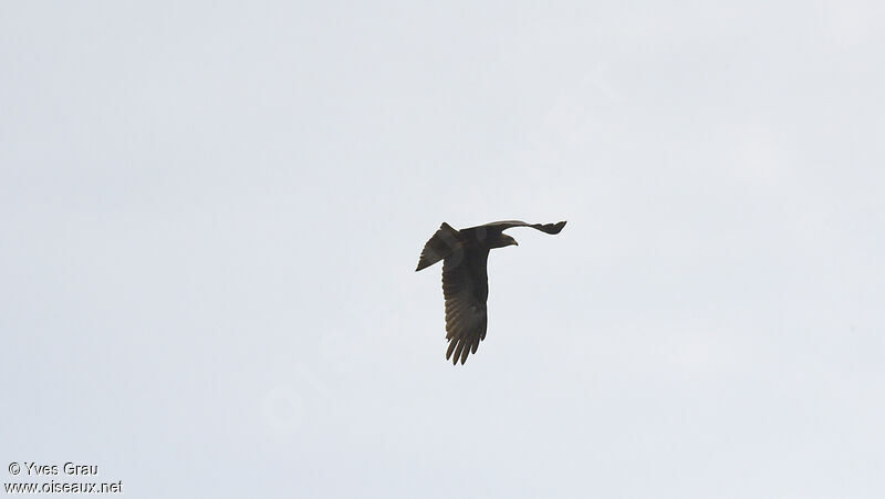 Black Kite