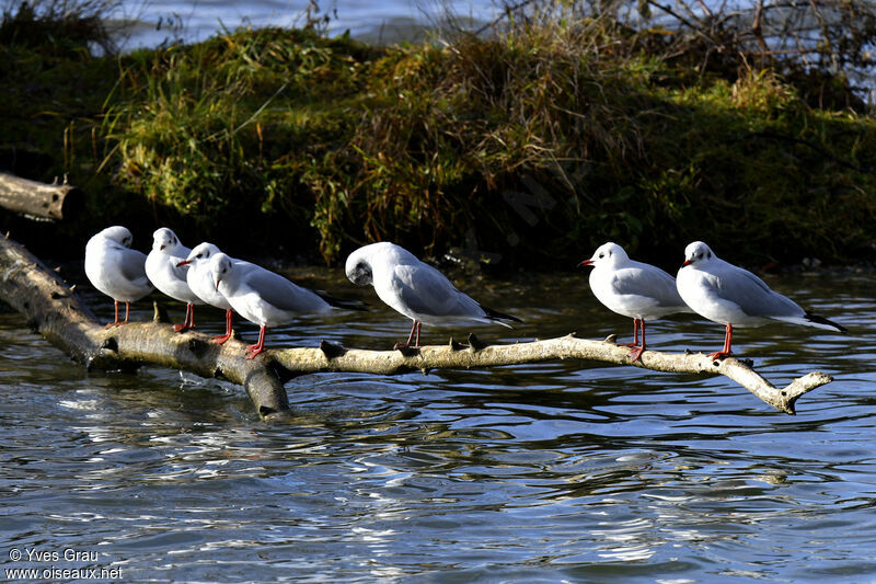 Black-headed Gull