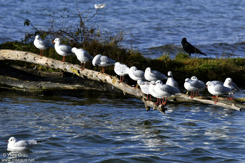 Mouette rieuse