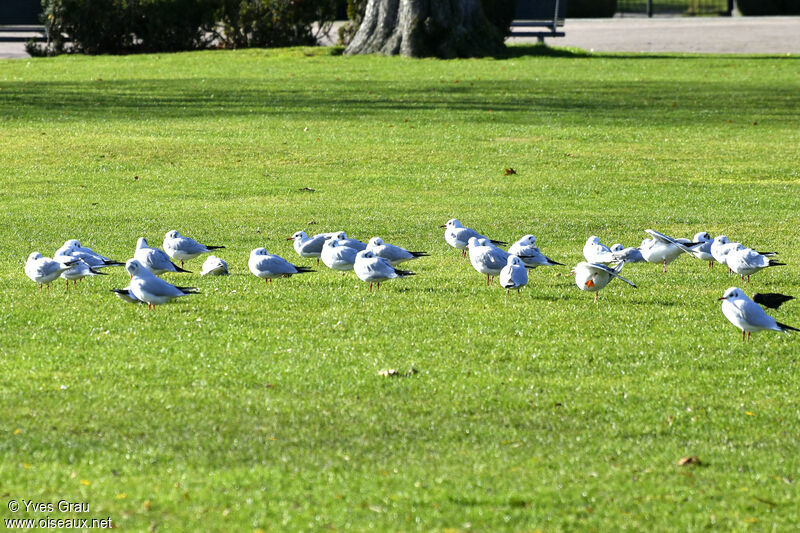 Mouette rieuse