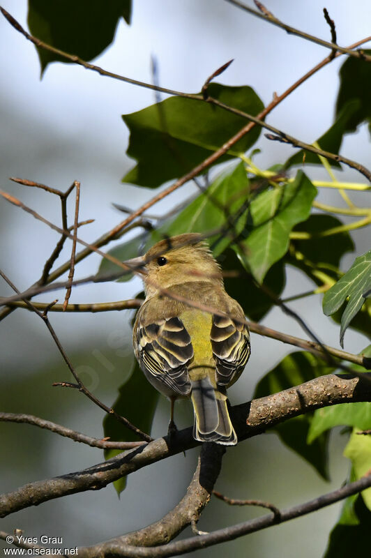 Eurasian Chaffinch