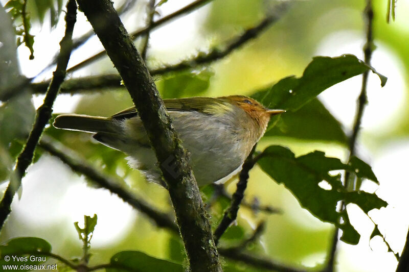 Red-faced Woodland Warbler