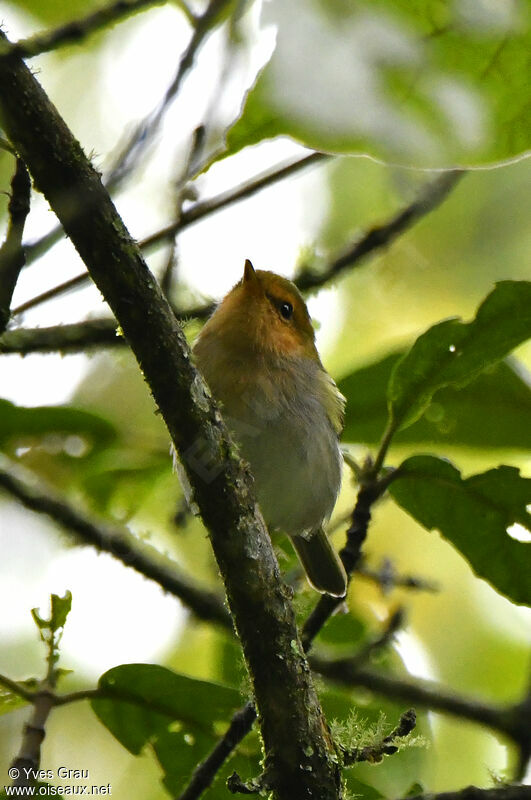 Red-faced Woodland Warbler