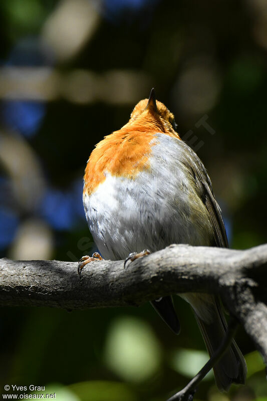 European Robin