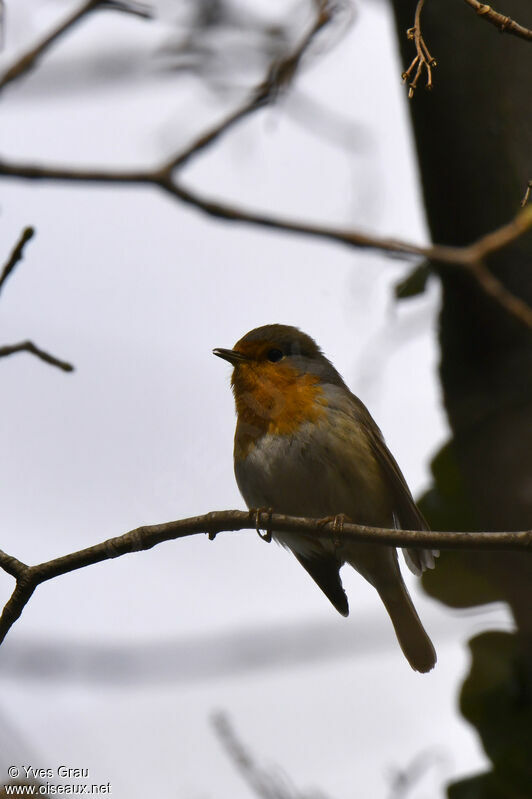 European Robin