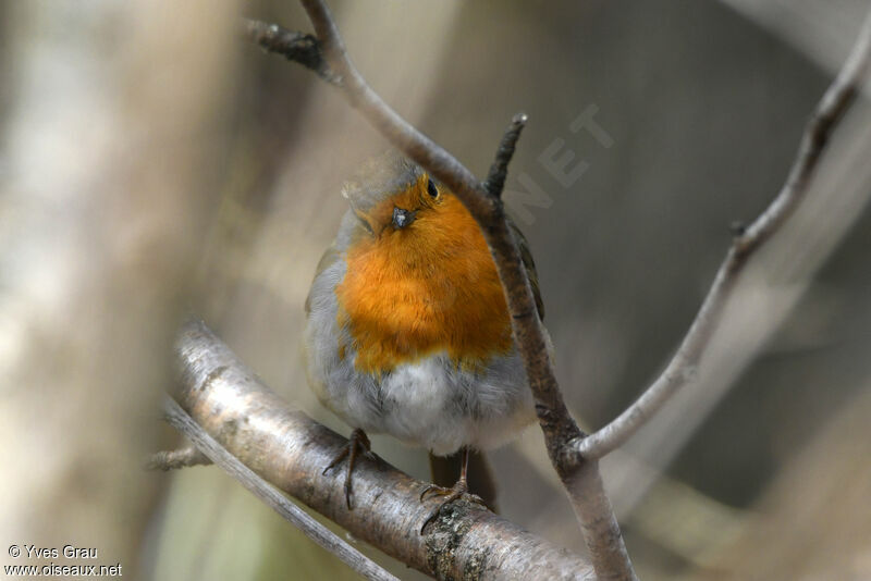 European Robin