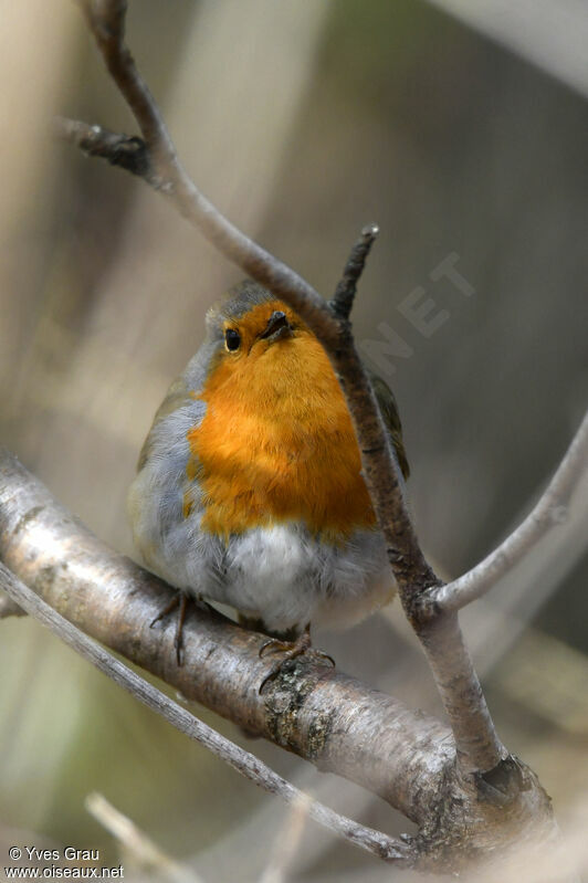 European Robin