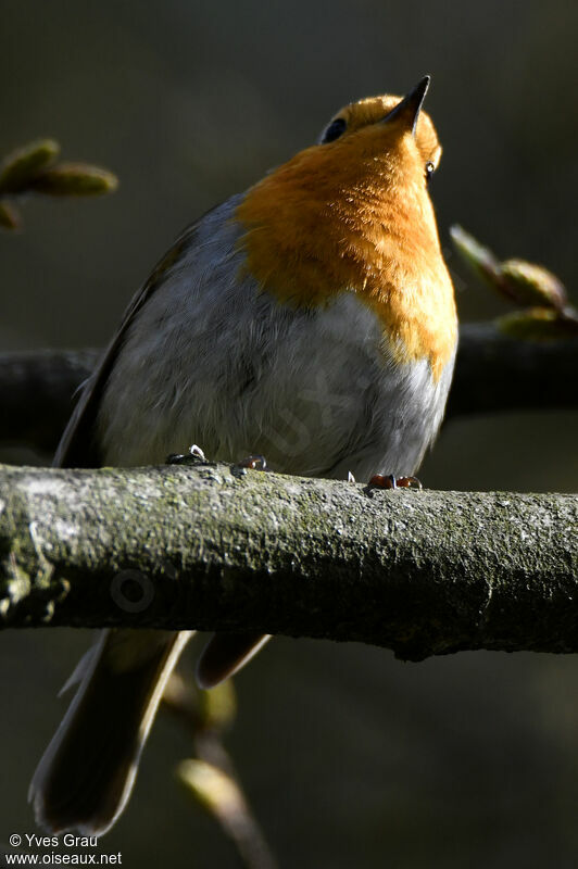 European Robin