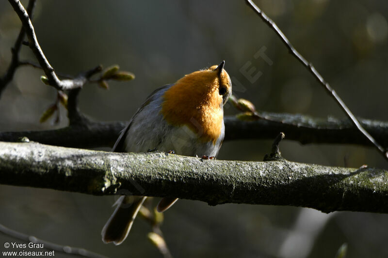 European Robin