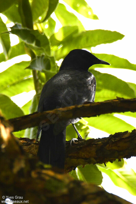 Slender-billed Starling