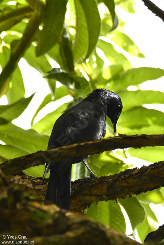 Slender-billed Starling