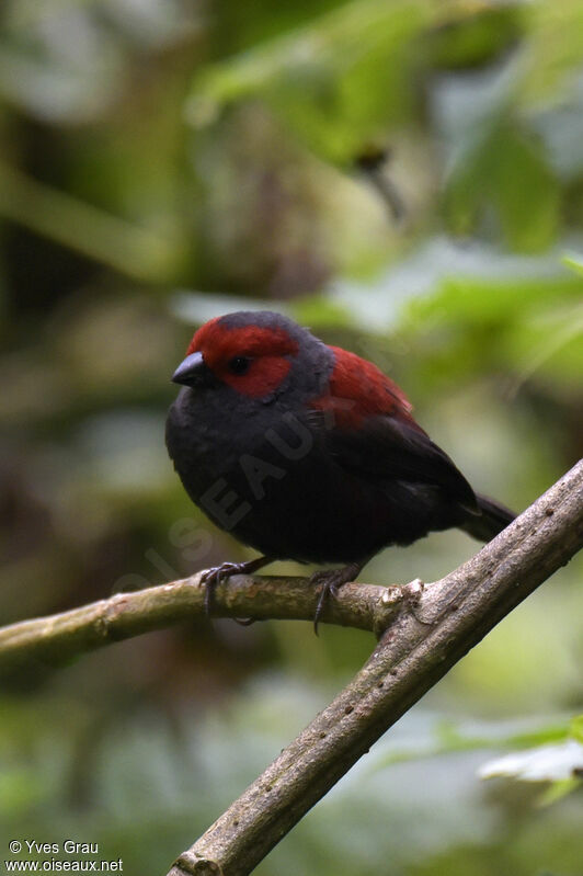 Dusky Crimsonwing