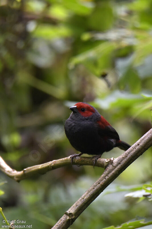 Dusky Crimsonwing