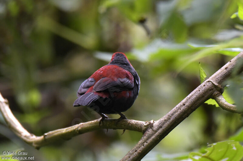 Dusky Crimsonwing