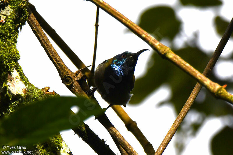 Blue-headed Sunbird