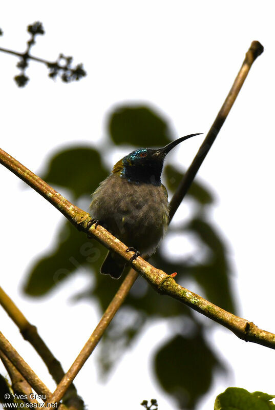 Blue-headed Sunbird