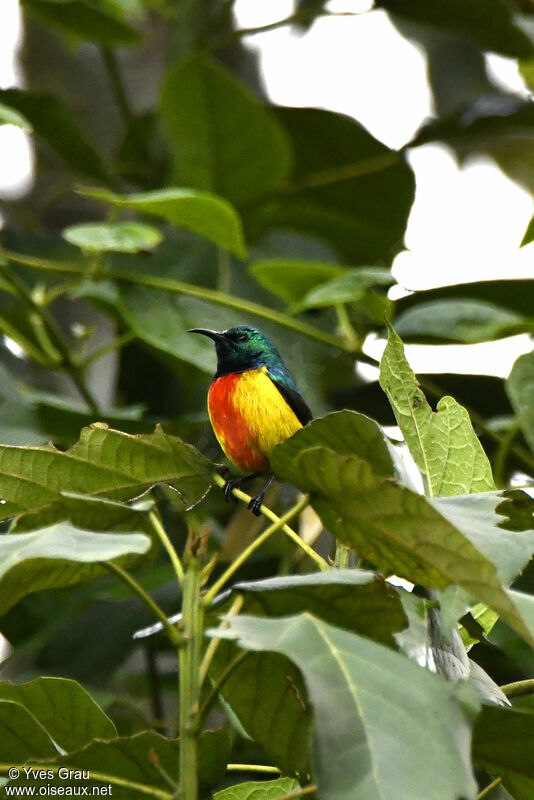 Regal Sunbird