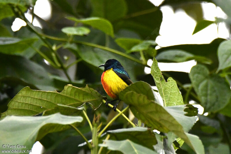 Regal Sunbird