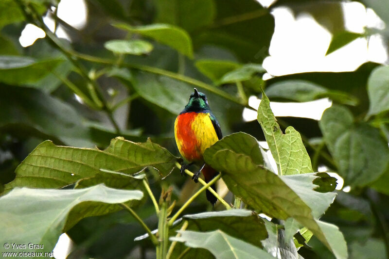 Regal Sunbird