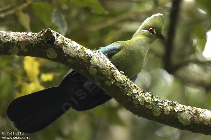 Black-billed Turaco