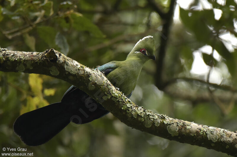 Black-billed Turaco