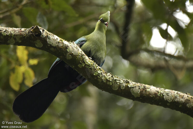 Black-billed Turaco