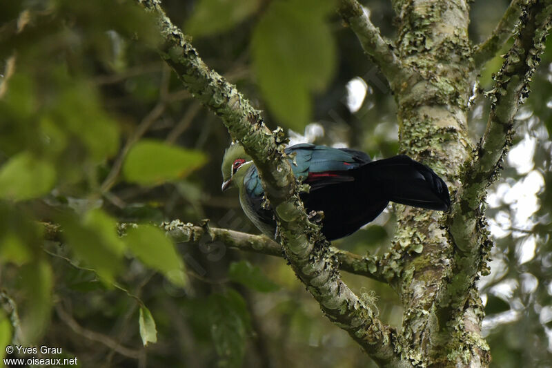 Touraco à bec noir