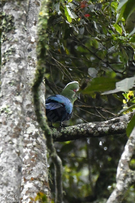 Touraco à bec noir