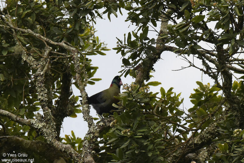 Rwenzori Turaco