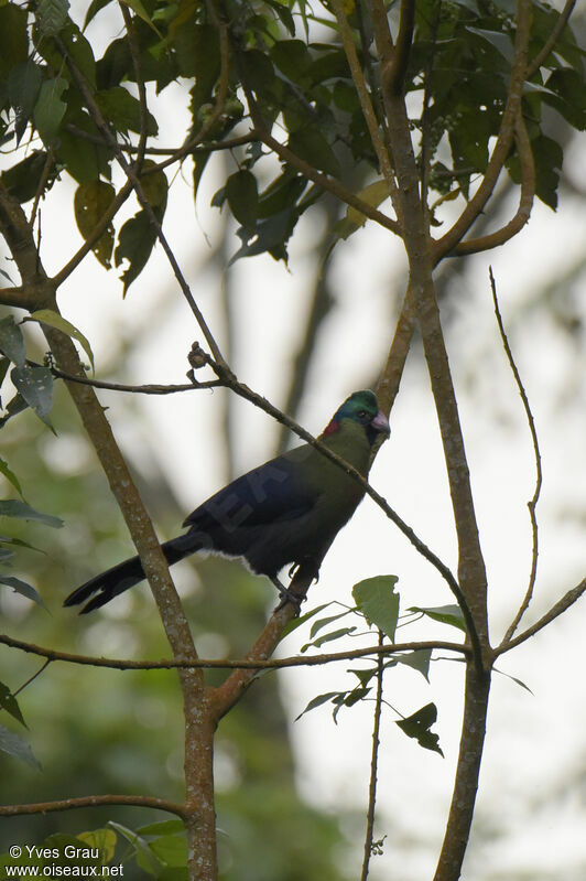 Rwenzori Turaco