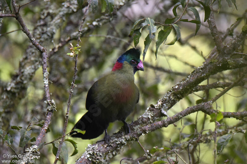 Rwenzori Turaco