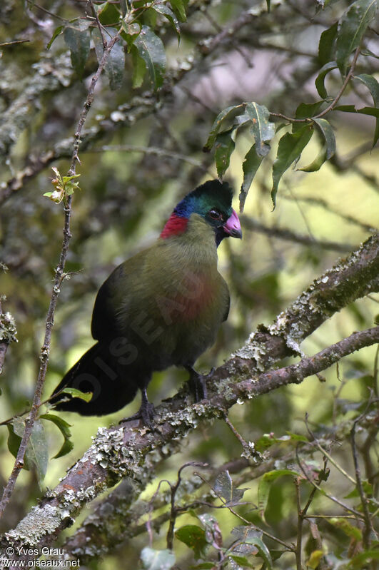 Rwenzori Turaco