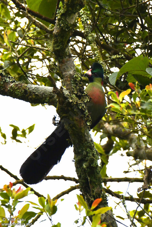 Rwenzori Turaco