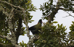Touraco du Rwenzori
